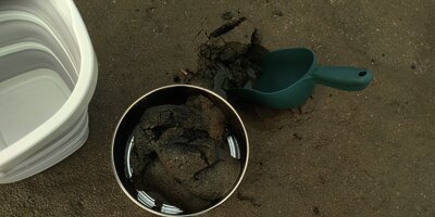 潮だまりの生き物探し